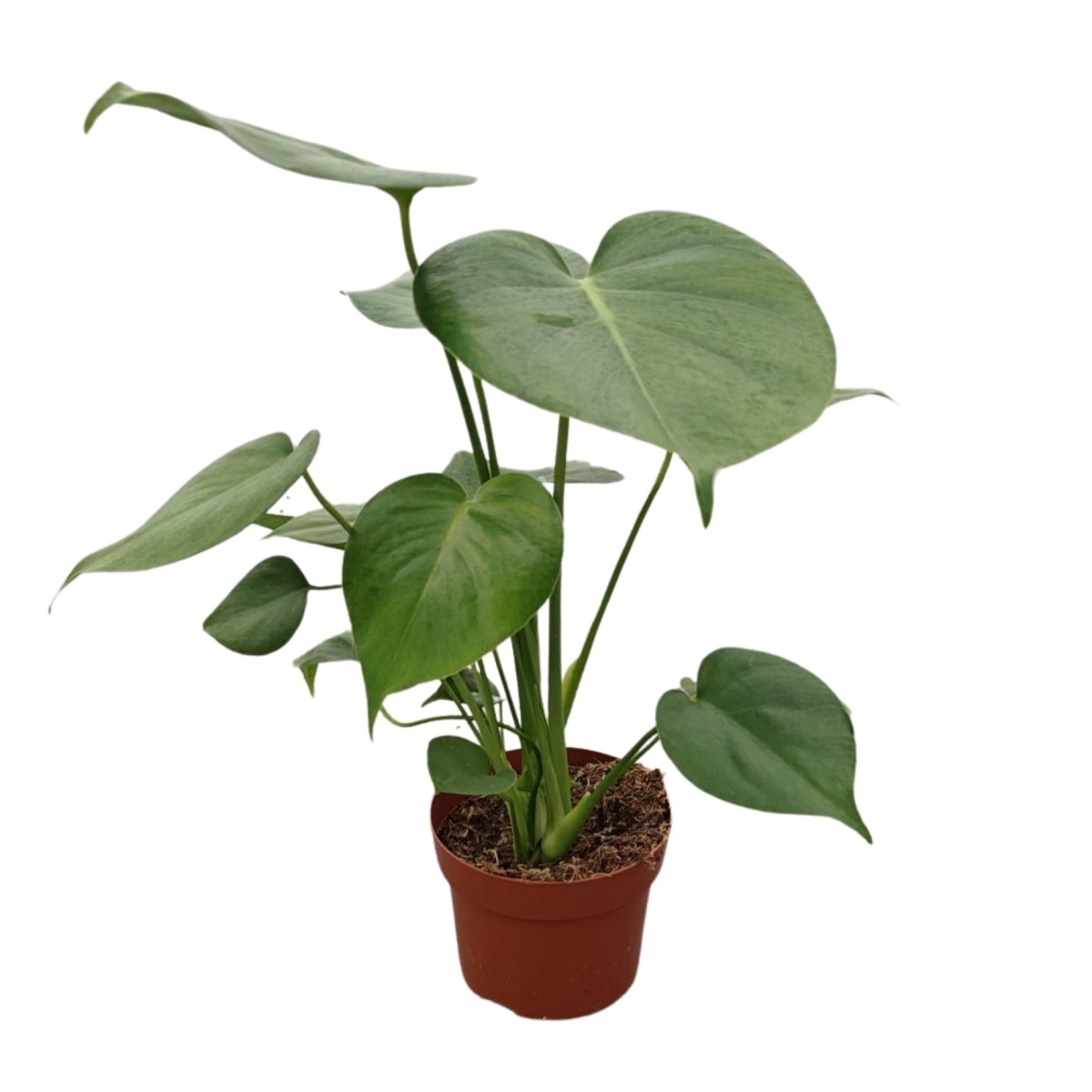 Okrasné pokojové rostliny - Monstera skvostná Tauerii květináč 12cm