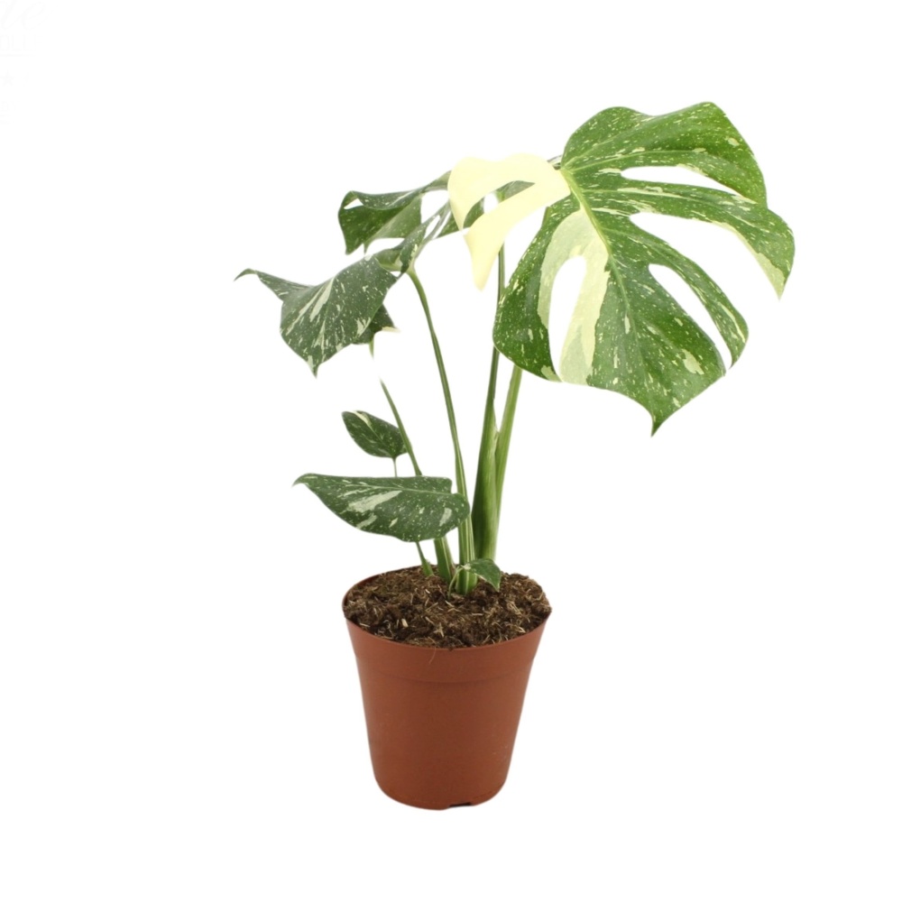Okrasné pokojové rostliny - Monstera skvostná Thai Constellation květináč 15cm