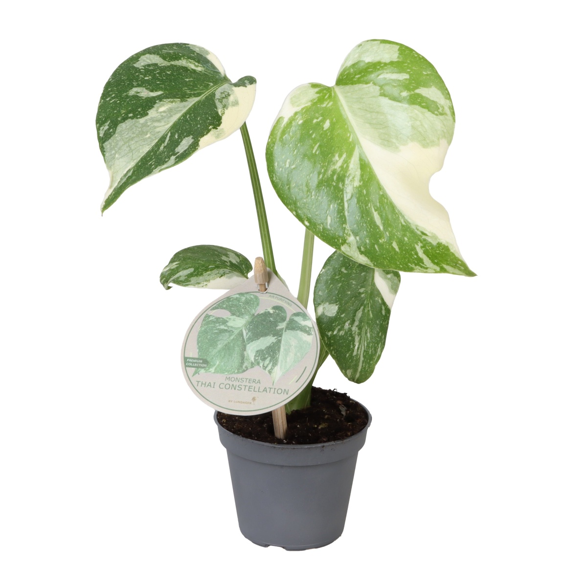 Okrasné pokojové rostliny - Monstera skvostná Thai Constellation květináč 6cm