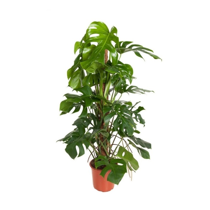 Okrasné pokojové rostliny - Monstera skvostná vyvazovaná 120cm, květináč 24cm