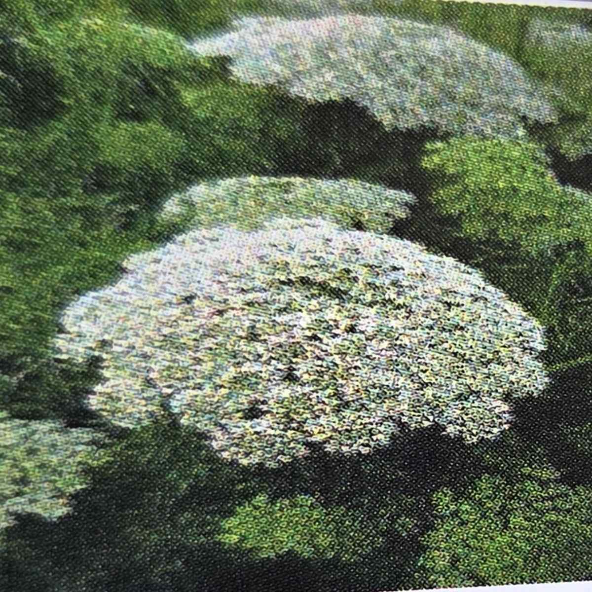 Morač zákrovnatý kvěitnáč 11cm-0