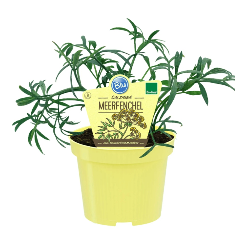 Bylinky - Mořský fenykl BIio květináč 12cm