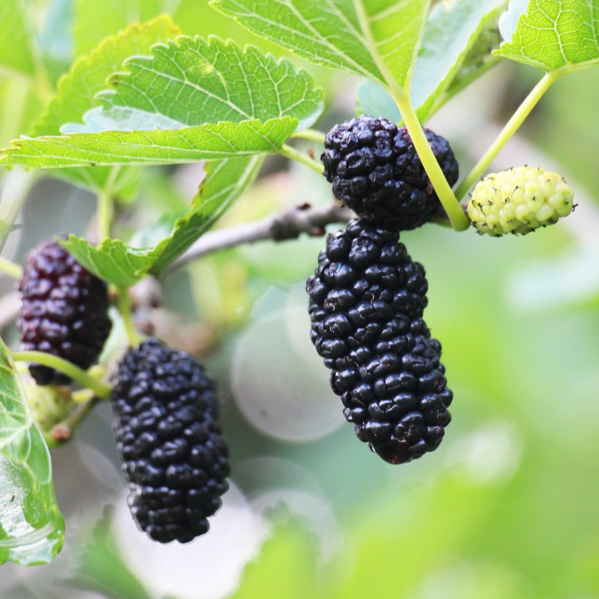 Ovocné stromky do zahrady - Moruš černá výška 40/60cm, květináč 4,6 litru