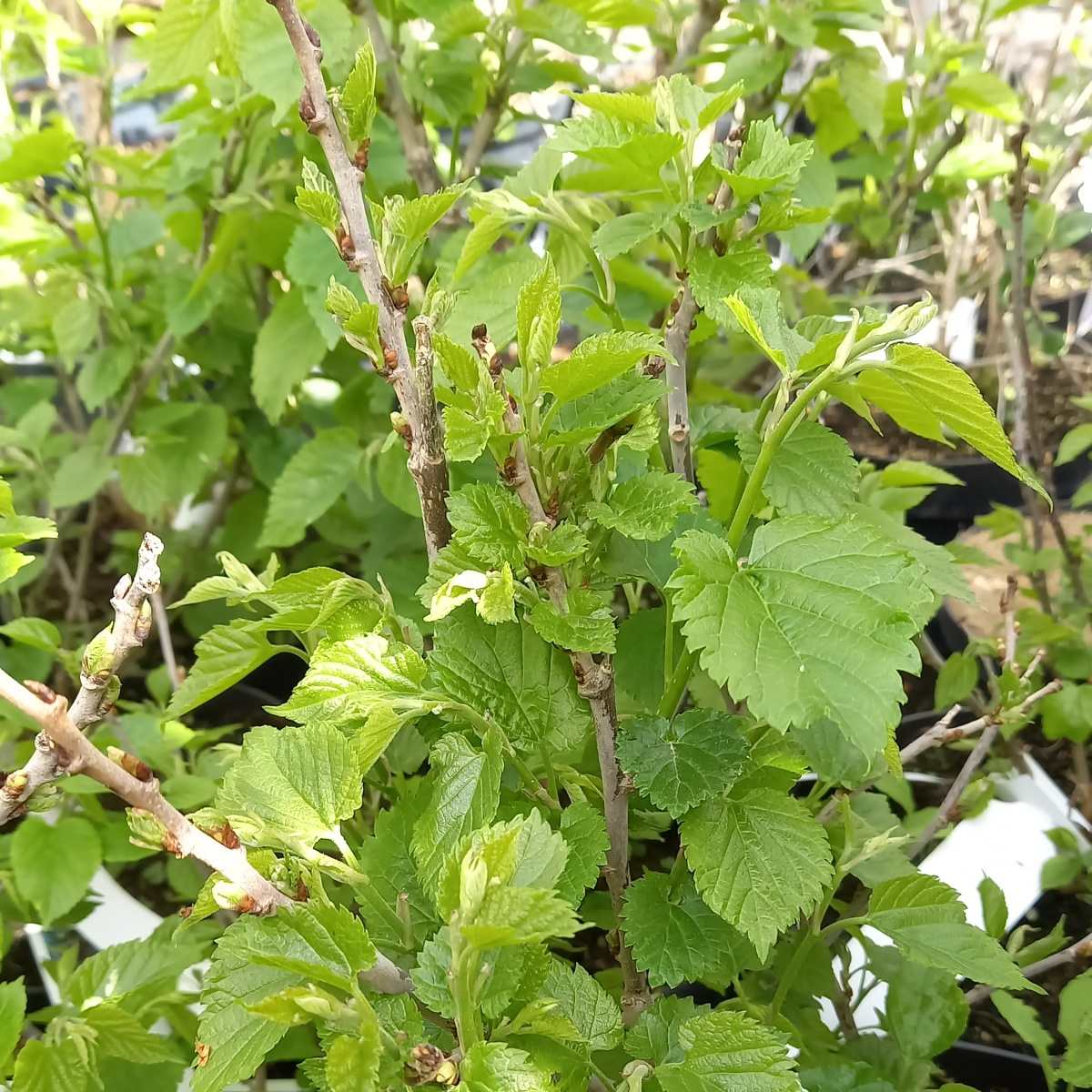 Ostatní drobné ovoce - Moruše bílá Gerardi Dwarf výška 30/40cm, květináč 4 litry