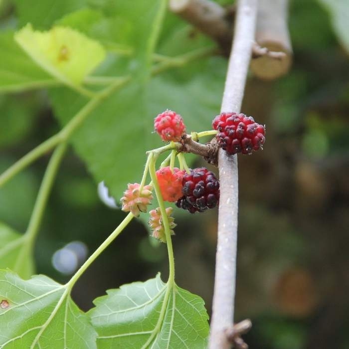 Rostliny - Moruše bílá 'Pendula' kmínek 1/2, květináč 30 litrů