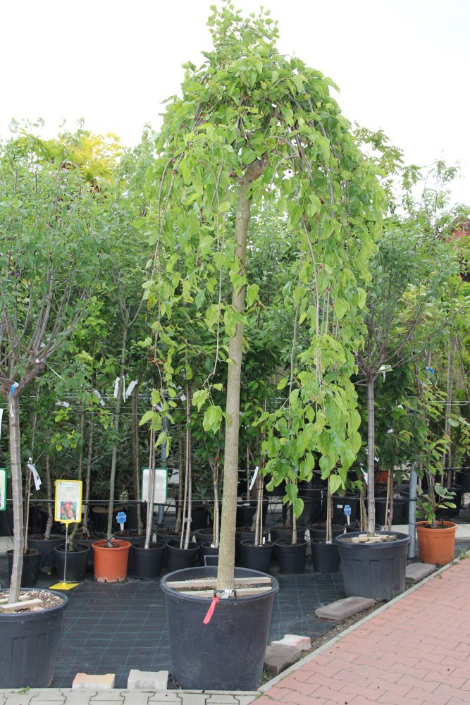 Moruše bílá 'Pendula' květináč 10 litrů, kmínek 110cm, stromek-0