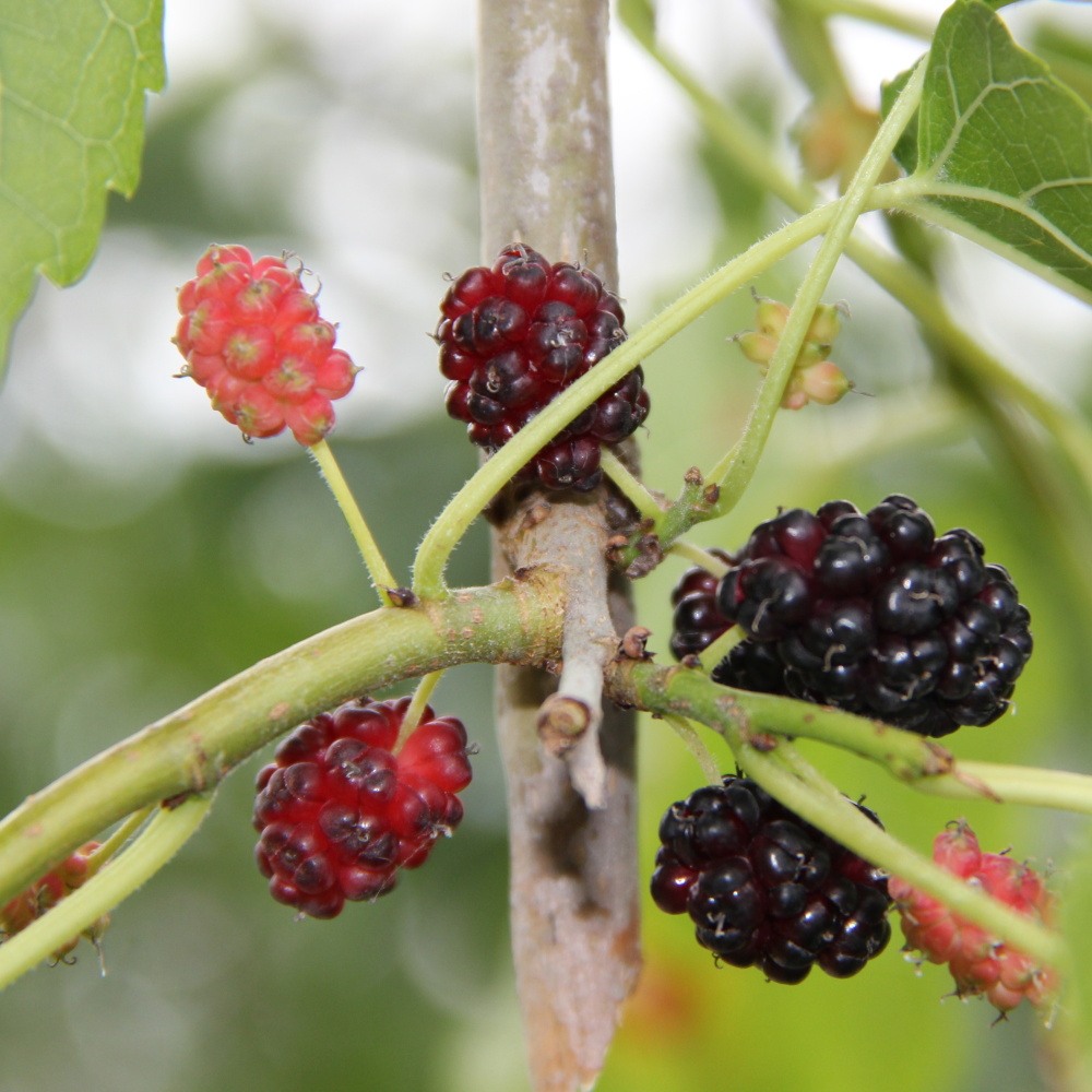 Listnaté stromky a stromy - Moruše bílá Pendula květináč 18 litrů, obvod kmene 8/10cm, stromek