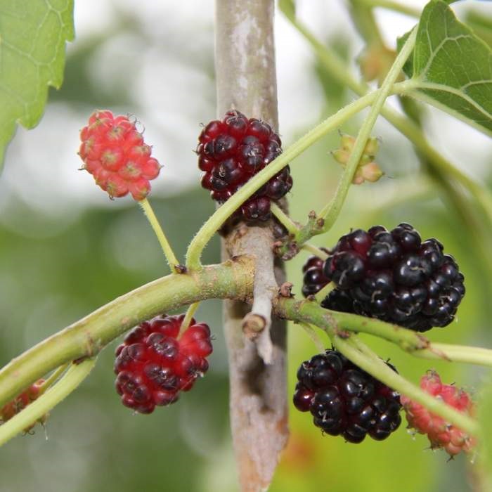 Listnaté stromky a stromy - Moruše bílá Pendula květináč 55 litrů, odvod kmene 14/16cm, stromek