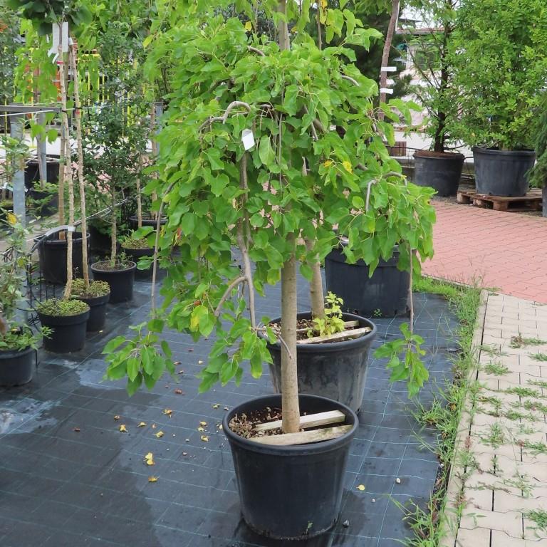 Moruše bílá Pendula květináč 90 litrů, polokmen, obvod kmene 16/18cm, strom-0