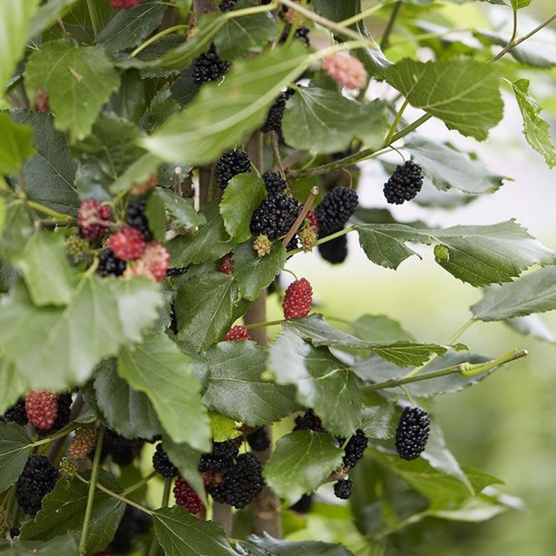 Listnaté stromky a stromy - Moruše BonBonBerry Mojo Berry kmínek 80cm, květináč 10 litrů