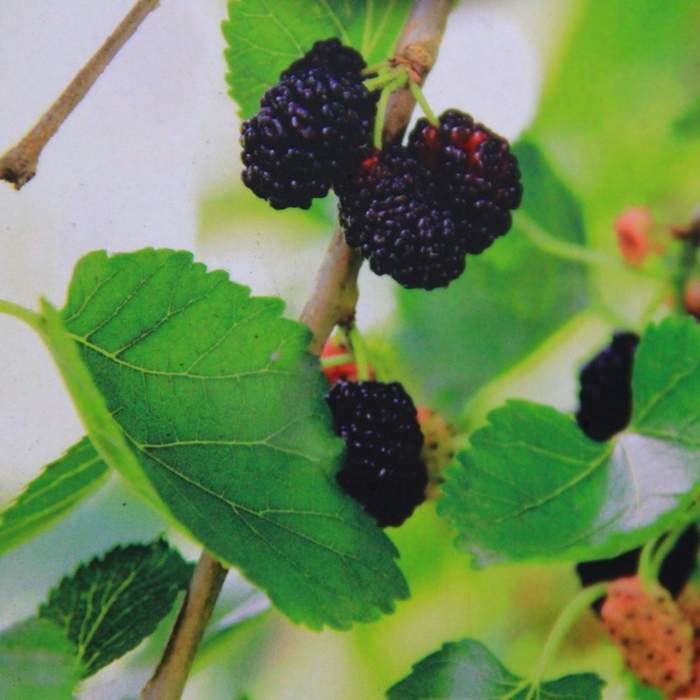 Listnaté stromky a stromy - Moruše černá květináč 15 litrů, výška 200/250cm, větve od spodu, strom