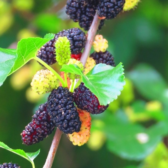 Listnaté stromky a stromy - Moruše černá 'Pendula' kmínek 150cm, květináč 5 litrů