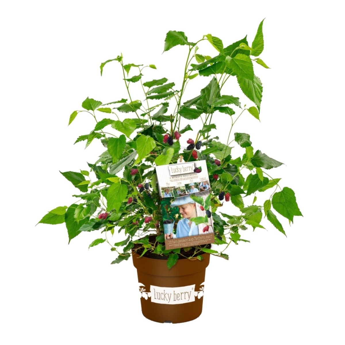 Ostatní drobné ovoce - Moruše Lucky Berry květináč 6 litrů
