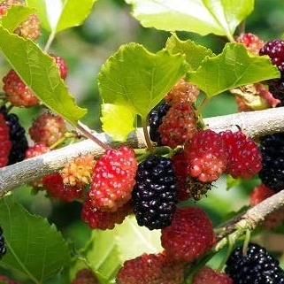 Ostatní drobné ovoce - Moruše 'Mojo Berry' květináč 2 litry, výška 30/60cm, keř