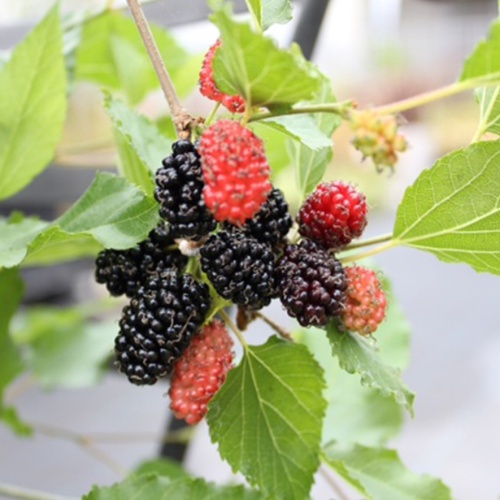 Balkonové ovocné stromky - Moruše 'Mojo Berry' květináč 5 litrů, balkonová, keř