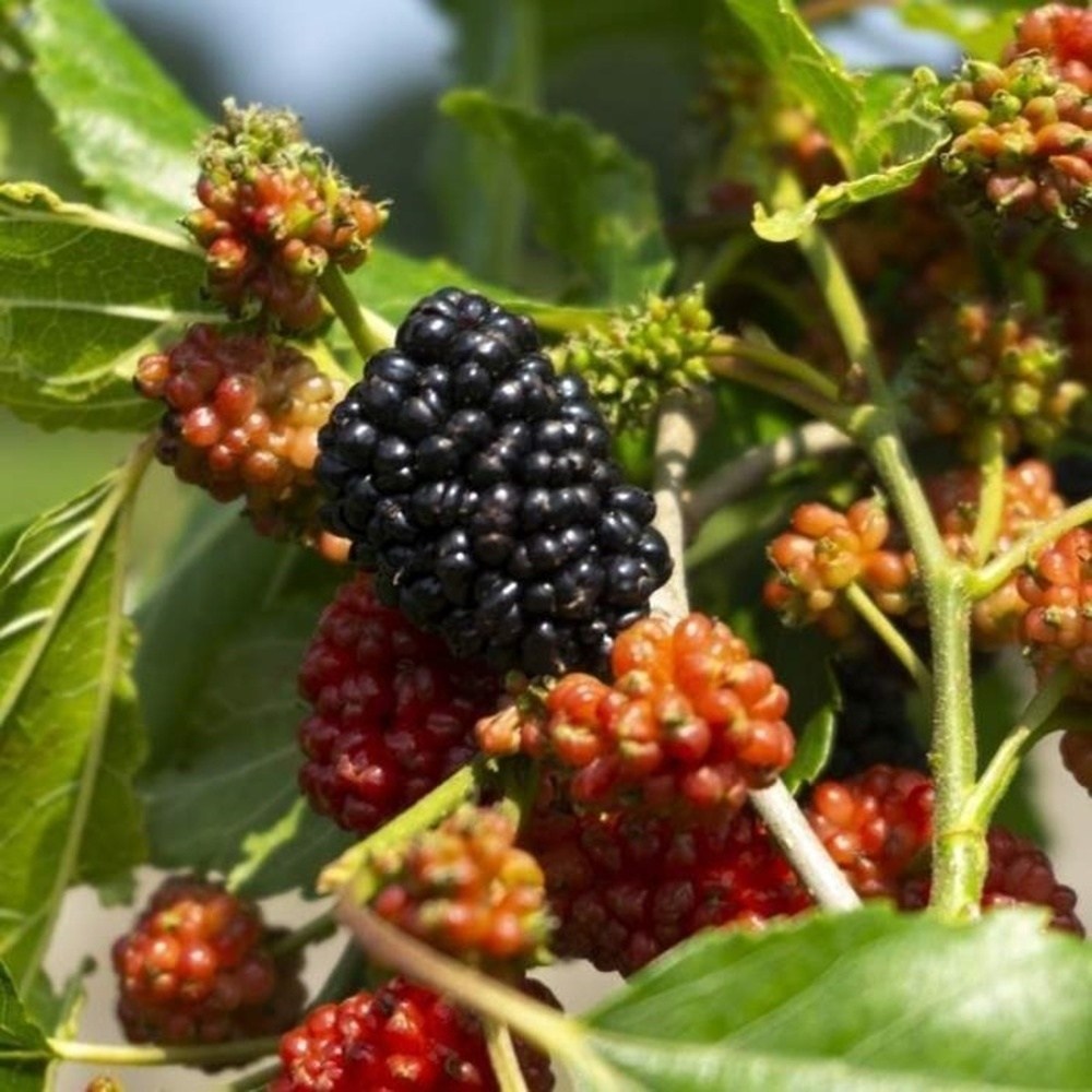 Ostatní drobné ovoce - Moruše Mojo Berry výška 20/30cm, květináč 2 litry