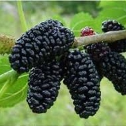 Ovocné stromky do zahrady - Moruše 'Monte Negro' květináč 15 litrů, výška 175/200cm, stromek