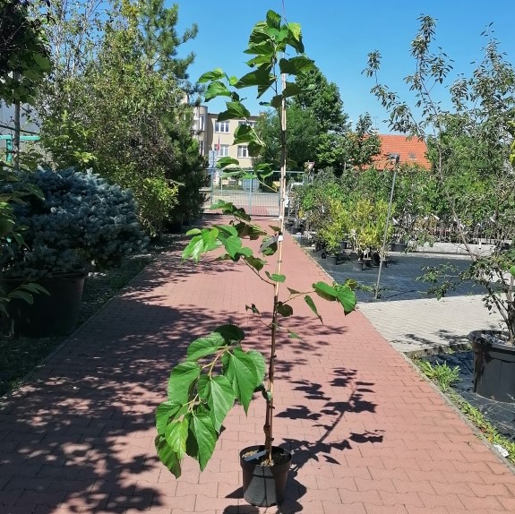 Moruše 'Monte Negro' květináč 15 litrů, výška 175/200cm, stromek-0