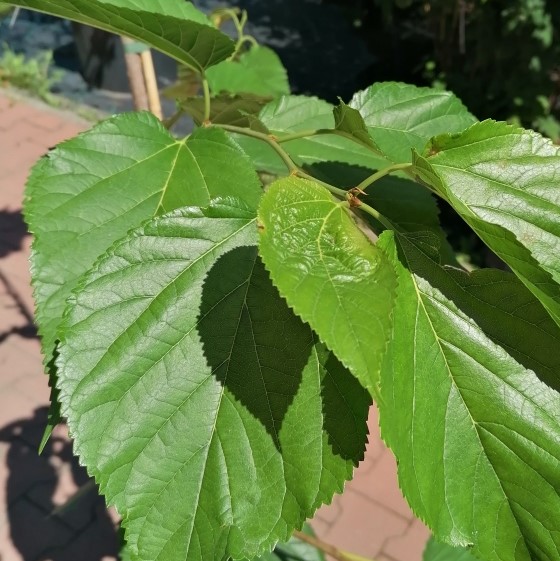 Moruše 'Monte Negro' květináč 15 litrů, výška 175/200cm, stromek-1