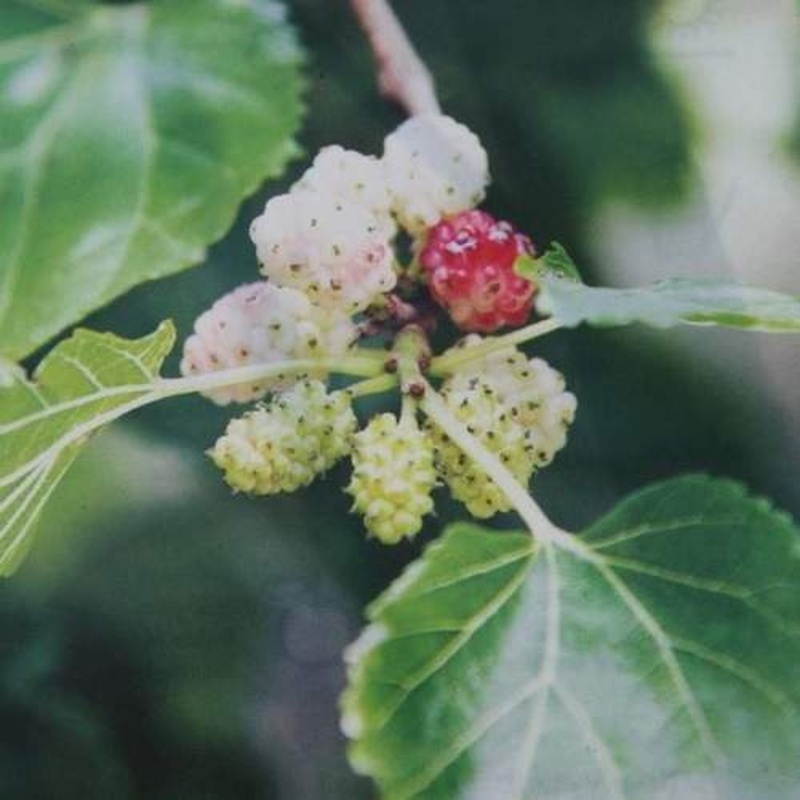 Rostliny - Morušovník bílý kmínek 1/2, květináč 18 litrů