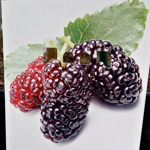 Rostliny - Morušovník 'Full Season' 5 litrů