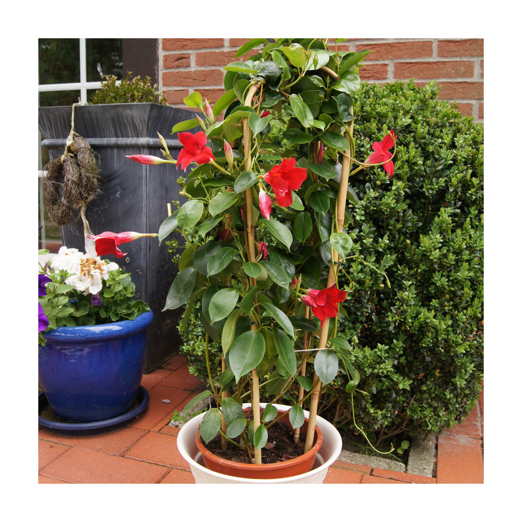 Mřížka bamusový oblouk 60cm/3ks-0