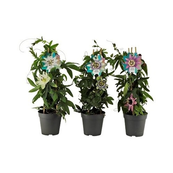 Kvetoucí pokojové rostliny - Mučenka mix květináč 2 litry