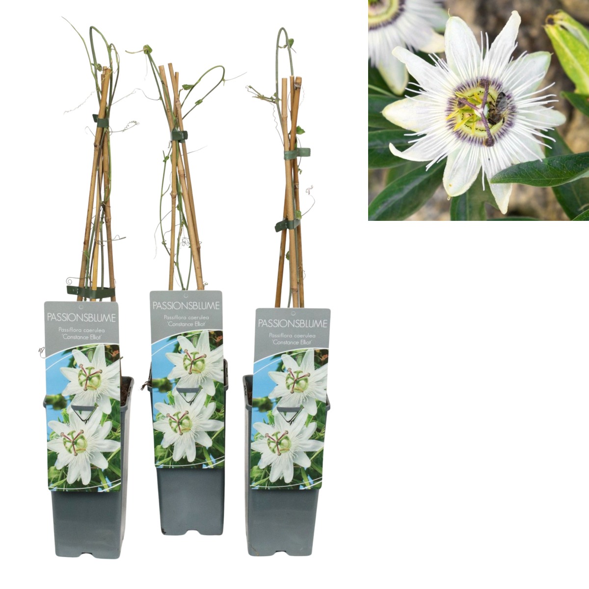 Nádobové květiny - Mučenka modrá Constance Elliot výška 60/80cm, květináč 2 litry