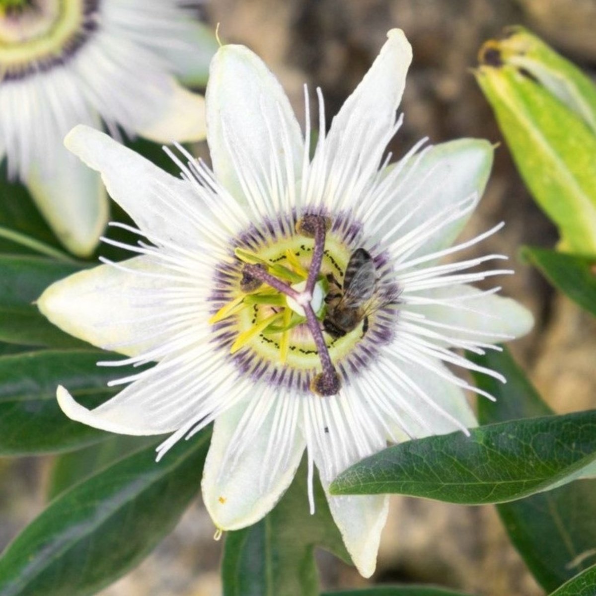 Mučenka modrá Constance Elliot výška 60/80cm, květináč 2 litry-0