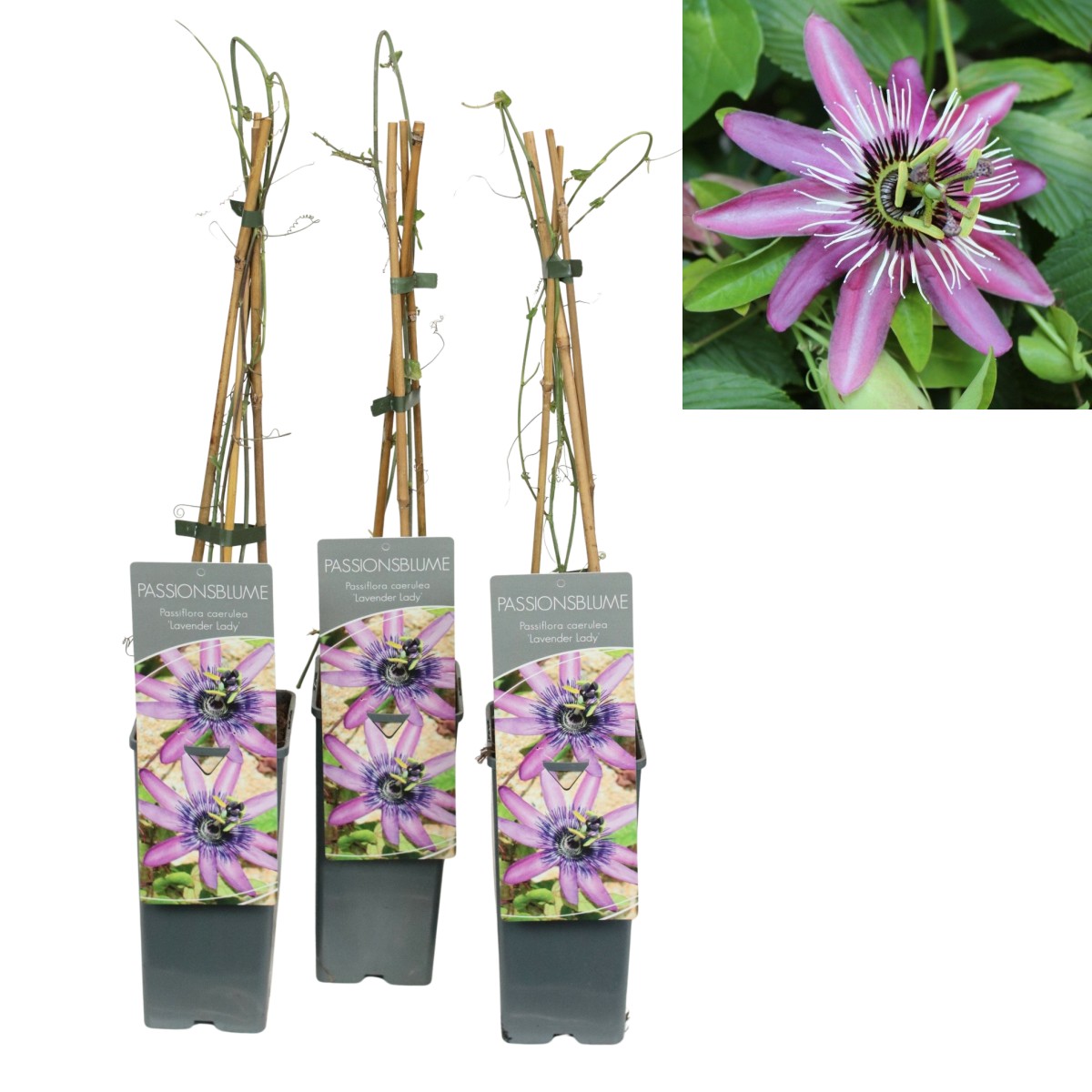 Nádobové květiny - Mučenka modrá Lavender Lady výška 60/80cm, květináč 2 litry