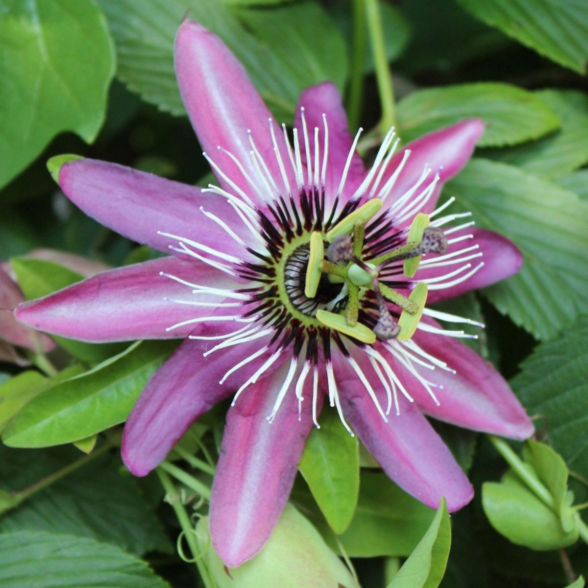 Mučenka modrá Lavender Lady výška 60/80cm, květináč 2 litry-0