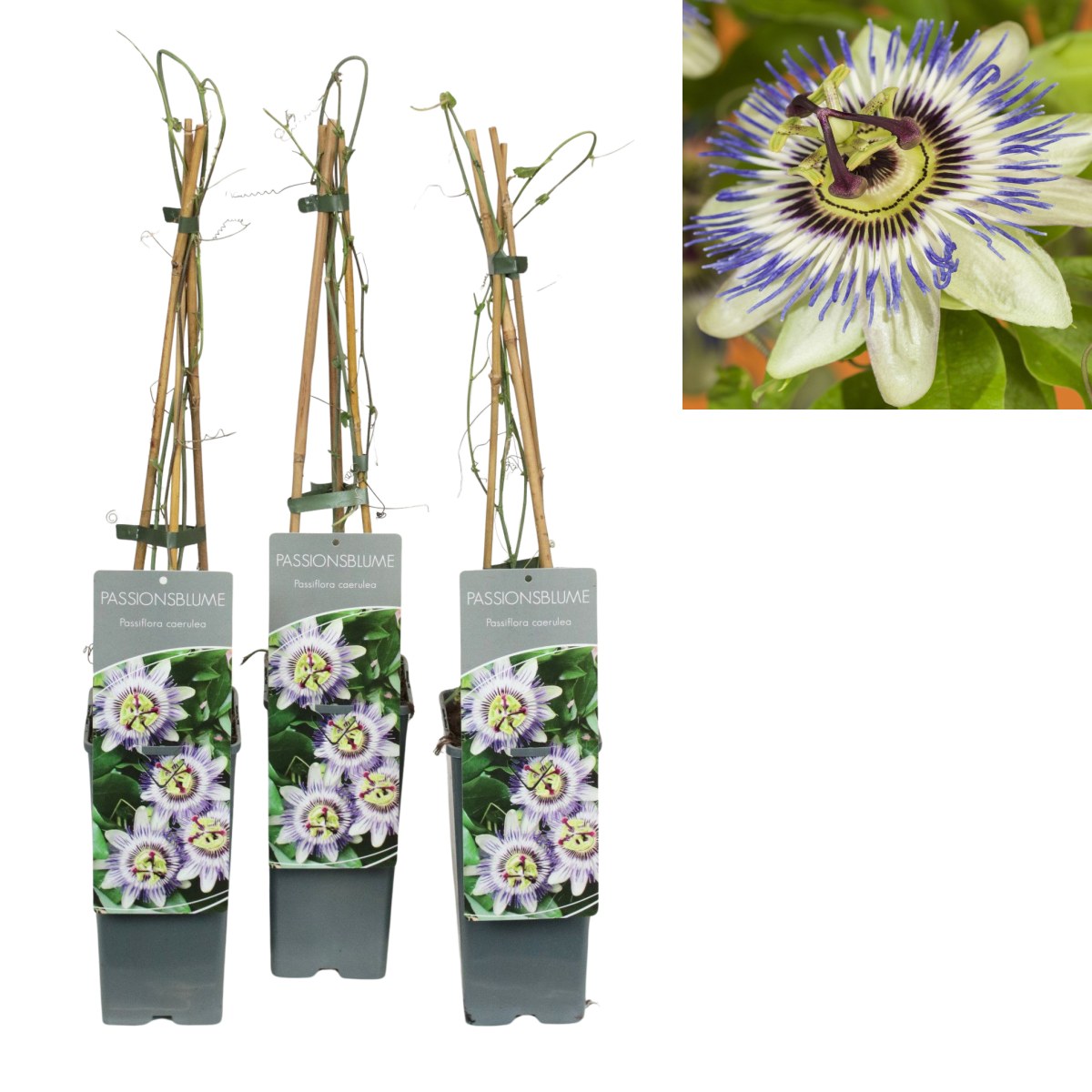 Nádobové květiny - Mučenka modrá výška 60/80cm, květináč 2 litry