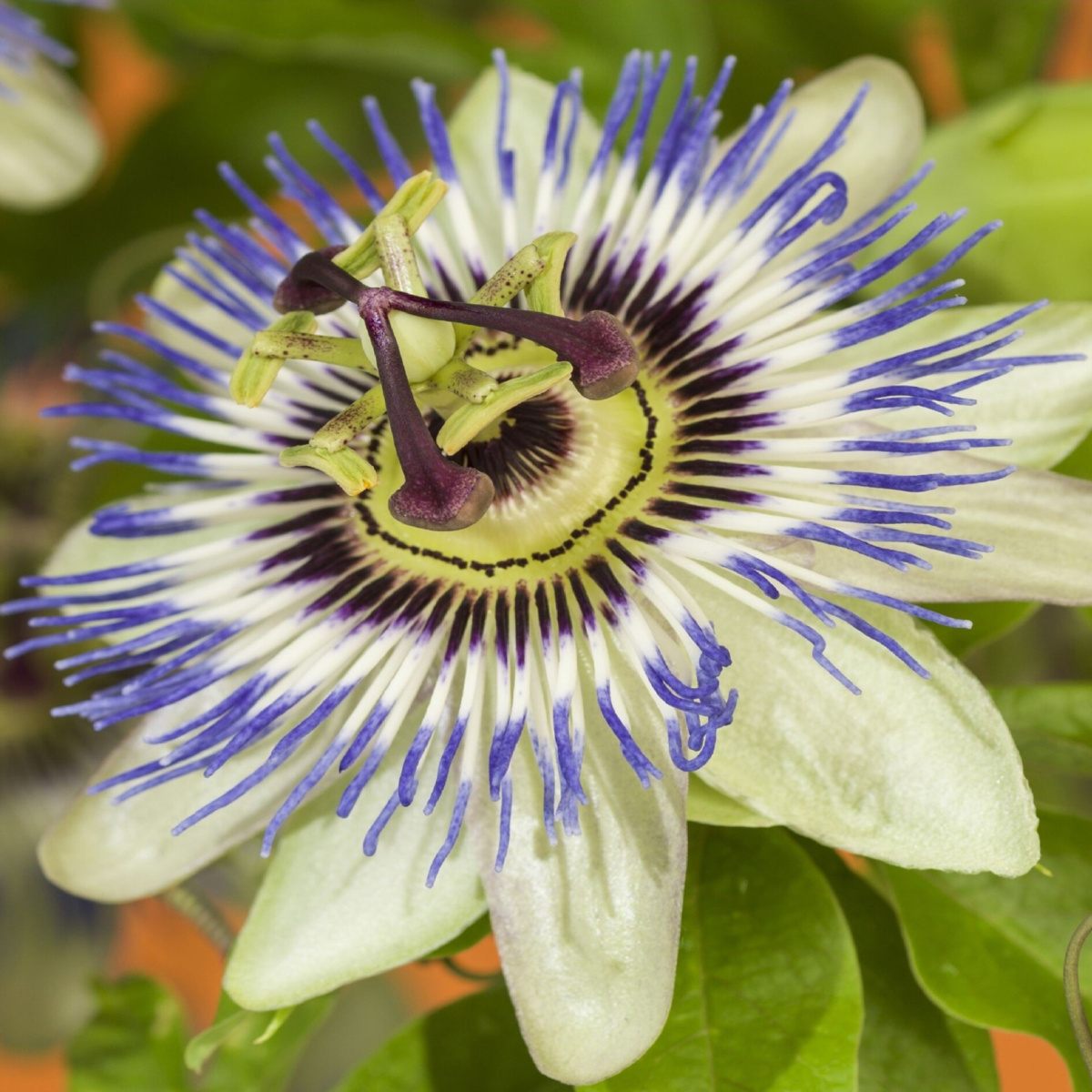 Mučenka modrá výška 60/80cm, květináč 2 litry-0