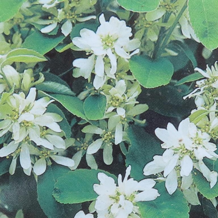 Rostliny - Muchovník klasnatý květináč 10 litrů, výška 60/80cm, keř