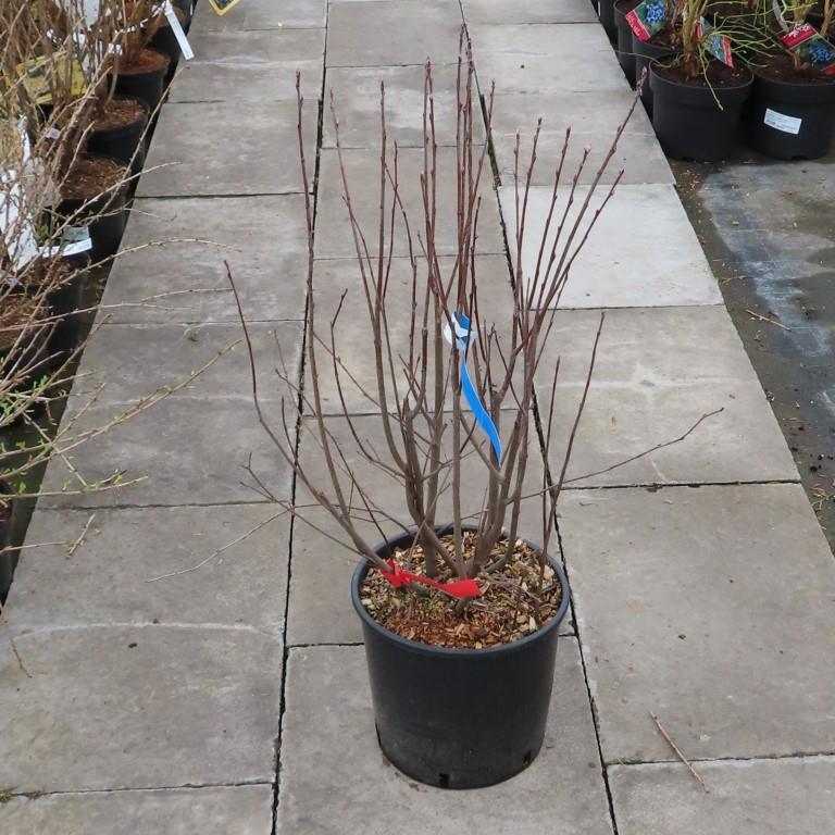 Muchovník klasnatý květináč 10 litrů, výška 60/80cm, keř-0