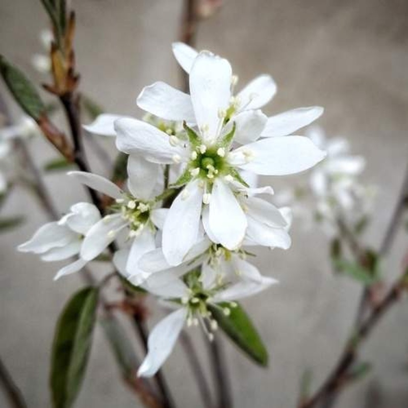 Listnaté stromky a stromy - Muchovník Lamarckův Ballerina kmínek 150cm, květináč 15 litrů