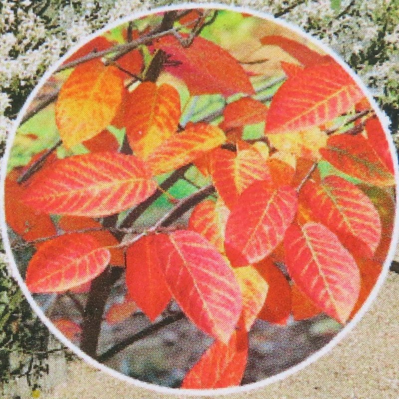 Keře okrasné květem - Muchovník Lamarckův květináč 25 litrů, výška 100/125cm, keř