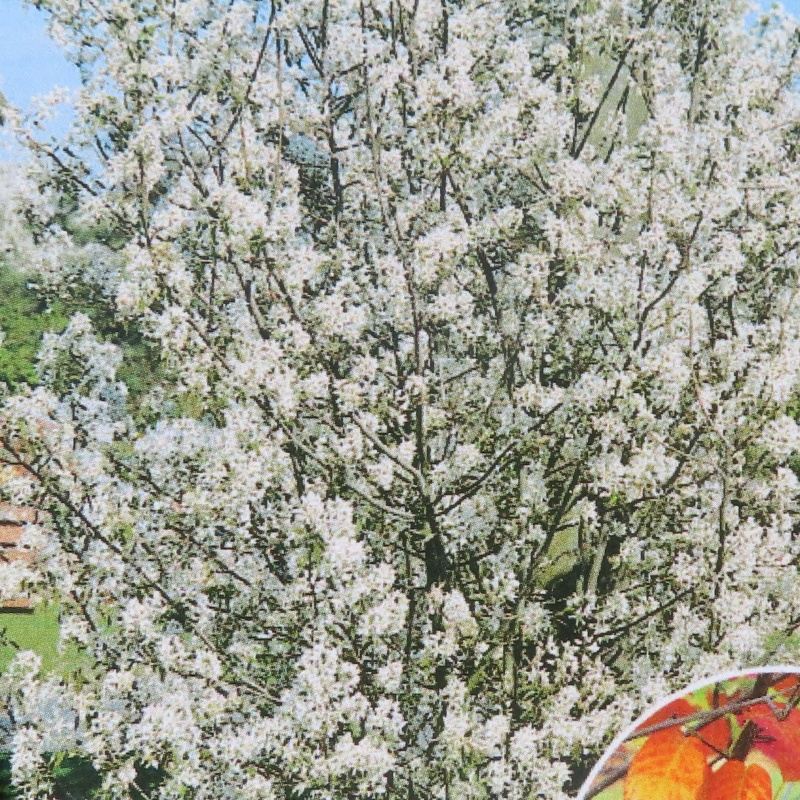 Muchovník Lamarckův květináč 25 litrů, výška 100/125cm, keř-0