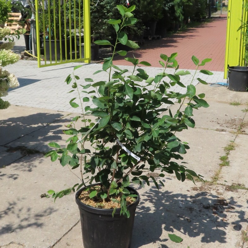 Muchovník Lamarckův květináč 25 litrů, výška 100/125cm, keř-1