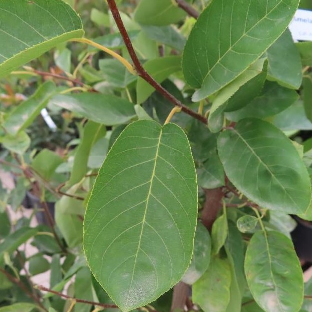 Muchovník Lamarckův květináč 55 litrů, výška 175/200cm, keř-0