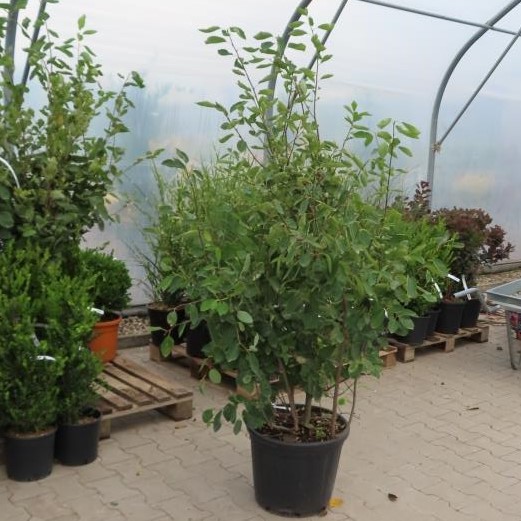 Muchovník Lamarckův květináč 55 litrů, výška 175/200cm, keř-1