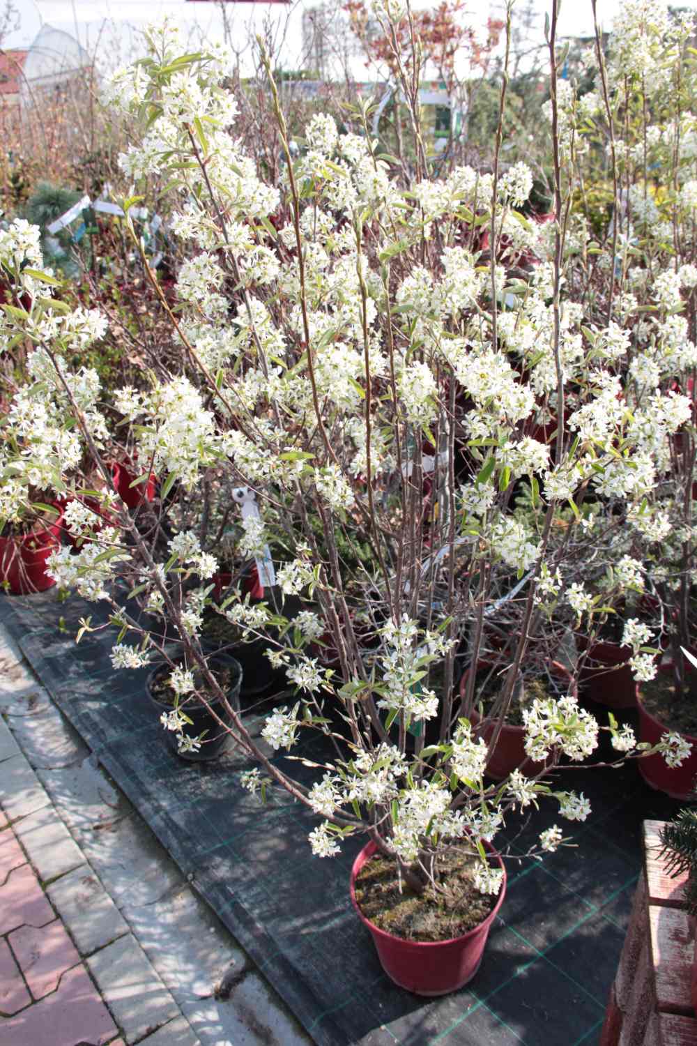 Keře okrasné květem - Muchovník Lamarckův 'Rainbow Pillar' květináč 7,5 litru, výška 60/80cm, sloupovitý, keř