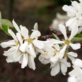 Rostliny - Muchovník olšolistý 'Edelweiss' květináč 15 litrů, výška 175/200cm, keř