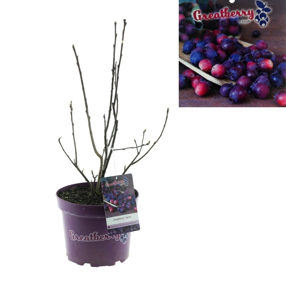 Keře okrasné květem - Muchovník olšolistý Greatberry Farm květinčá 5 litrů