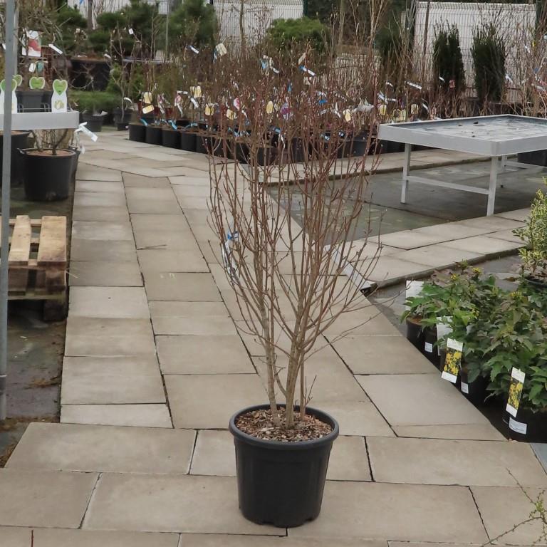 Keře okrasné květem - Muchovník olšolistý 'Obelisk' květináč 18 litrů, výška 80/100cm, sloupovitý, keř