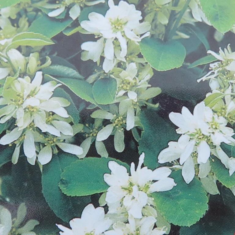 Muchovník olšolistý 'Obelisk' květináč 18 litrů, výška 80/100cm, sloupovitý, keř-0