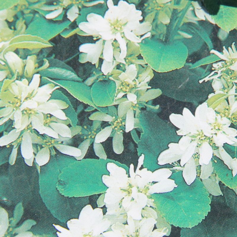 Keře okrasné květem - Muchovník olšolistý 'Obelisk' květináč 20 litrů, výška 125/150cm, sloupovitý, keř