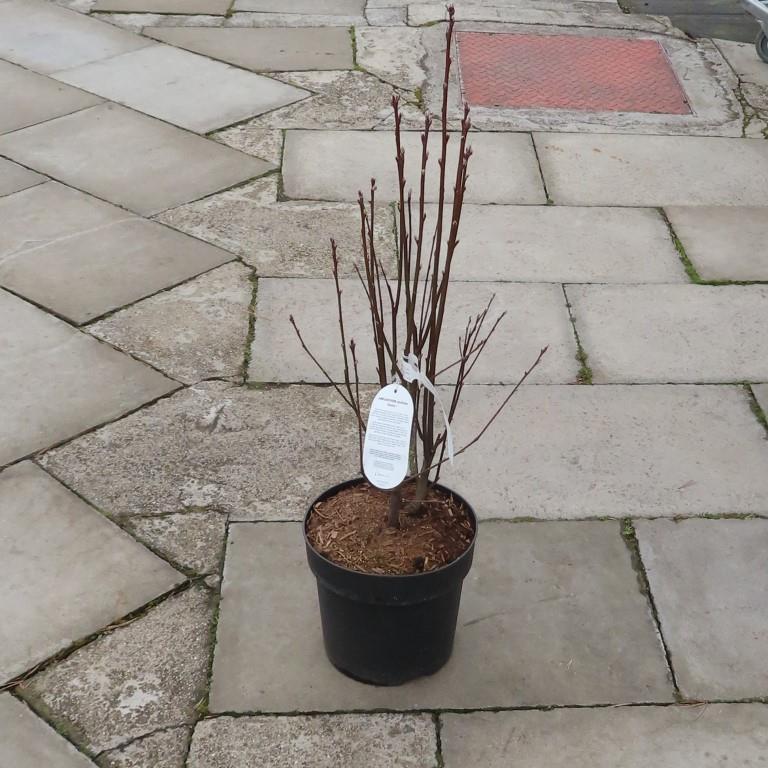 Keře okrasné květem - Muchovník olšolistý 'Obelisk' květináč 6 litrů, výška 50/60cm, sloupovitý, keř