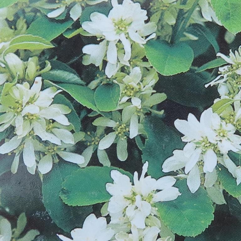 Muchovník olšolistý 'Obelisk' květináč 6 litrů, výška 50/60cm, sloupovitý, keř-0