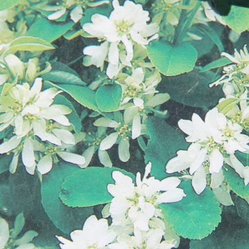 Ovocné stromy a keře - Muchovník olšolistý 'Obelisk' výška 125/150cm